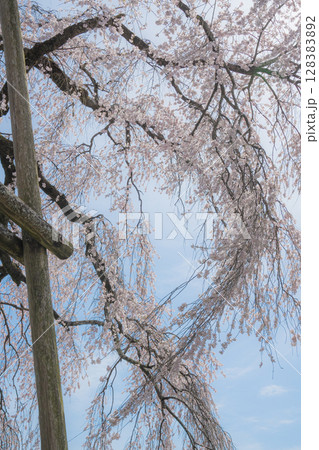 青空に映える満開の桜 青空に映える満開の桜 128383892