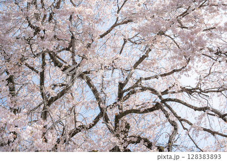 桜の花のある風景 128383893