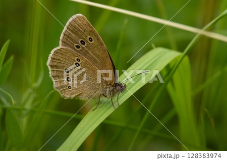 Ringlet butterfly (Aphantopus hyperantus) resting on grass 128383974