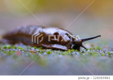 Close-up of the brick-red, dirty orange or brown Spanish slug (Arion vulgaris or Arion lusitanicus) on the ground in summer. Close-up of the brick-red, dirty orange or brown Spanish slug (Arion vulgaris or Arion lusitanicus) on the ground in summer. 128383981