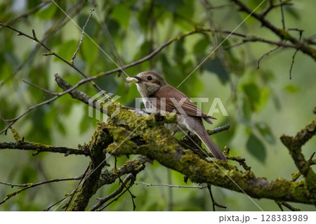 Red-backed shrike female sitting on bush with food Red-backed shrike female sitting on bush with food 128383989