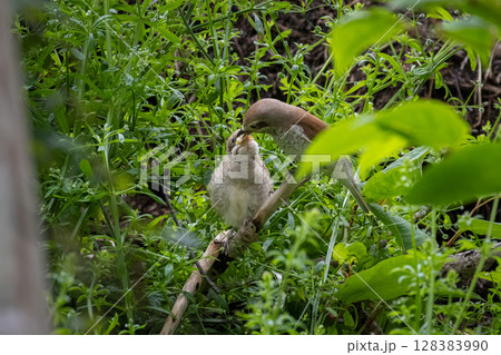 A young bird asks for food from its parents. The female feeds his chick A young bird asks for food from its parents. The female feeds his chick 128383990