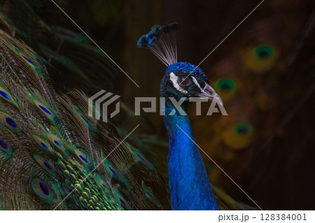 Proud male Asian peacock shows his plumage Proud male Asian peacock shows his plumage 128384001