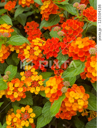鮮やかに咲くランタナの花 鮮やかに咲くランタナの花 128384186