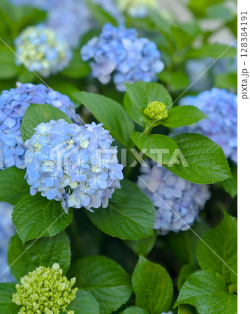 背景に優しく溶け込む紫陽花 128384191