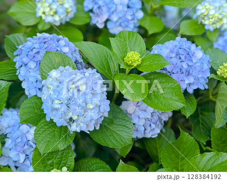 優しく咲く紫陽花の花 128384192