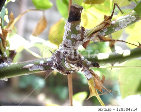 バラシロカイガラムシ　バラの害虫　カイガラムシ 128384214