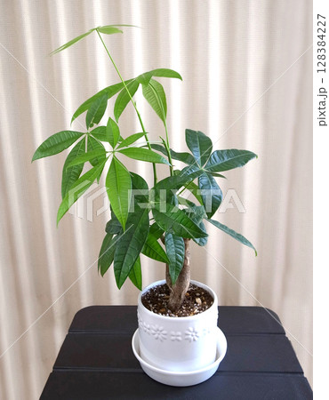 パキラ　観葉植物 128384227