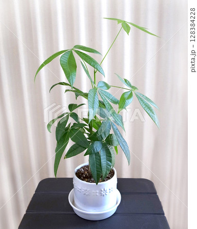 パキラ 観葉植物 パキラ 観葉植物 128384228