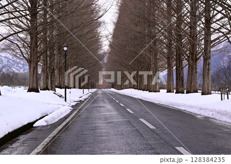 雪景色のメタセコイヤ並木 128384235