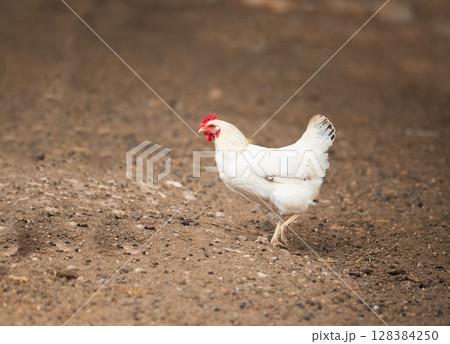 A white chicken walks around the yard, enjoying life 128384250
