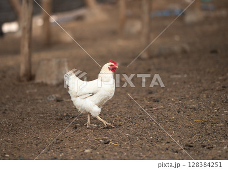 A white chicken walks around the yard, enjoying life 128384251