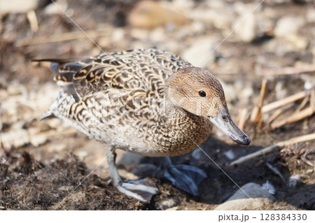 北海道の春に訪れるオナガガモのメス 128384330