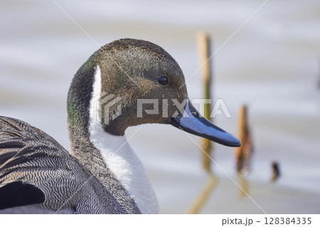 水辺で休む北海道の春に訪れるオナガガモのオス 128384335