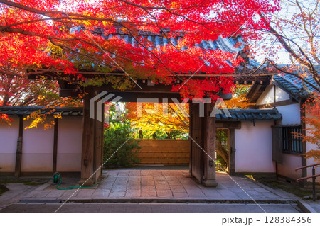 Ryoanji temple entrance gate with fall maple leaf colors at sunrise, Kyoto 128384356