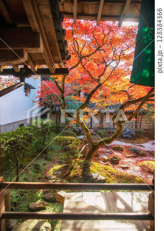 autumn rock garden and maple leaf color view from eikando hall, Kyoto autumn rock garden and maple leaf color view from eikando hall, Kyoto 128384366