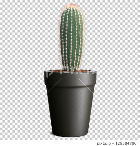 Cactus in Large Ceramic Pot (Cactaceae) A tall cactus with thick, spiny stems, planted in a large ceramic pot Cactus in Large Ceramic Pot (Cactaceae) A tall cactus with thick, spiny stems, planted in a large ceramic pot 128384786