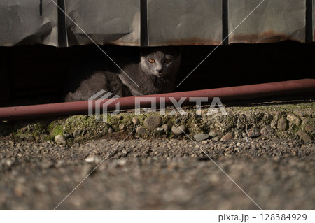 縁の下に隠れている黒猫、影から見つめる子猫 128384929