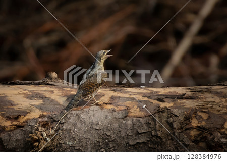Eurasian Wryneck (Jynx torquilla) sitting on a stump and sounds seem attractants partner. 128384976