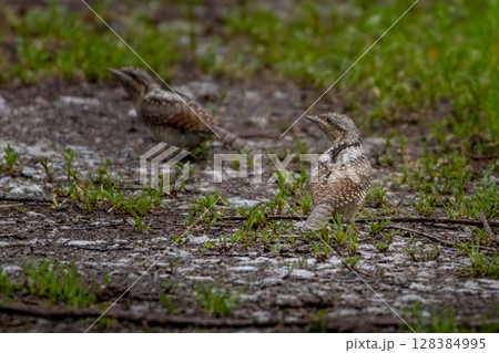 Eurasian wryneck, Jynx torquilla. Eurasian wryneck, Jynx torquilla. 128384995