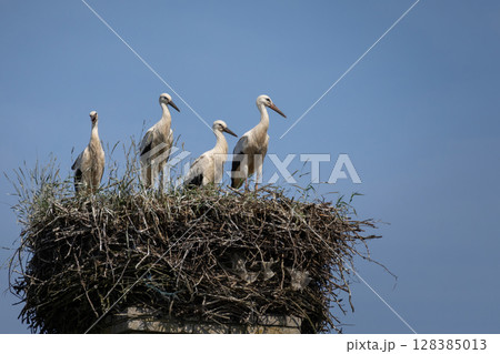 White stork, Ciconia ciconia, large bird, stork family Ciconiidae. 128385013