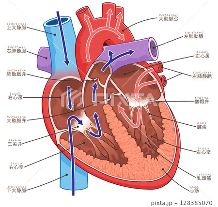 心臓の断面のイラスト Cross section of the heart 128385070