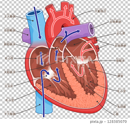 心臓の断面のイラスト Cross section of the heart 128385070