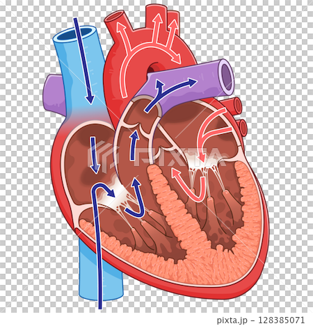 心臟橫切面的插圖 128385071
