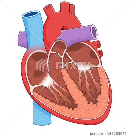 心臓の断面のイラスト Cross section of the heart 128385072