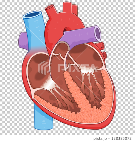 心臓の断面のイラスト Cross section of the heart 128385072