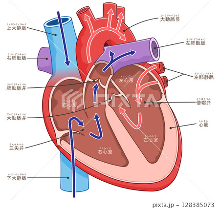 心臓の断面のイラスト Cross section of the heart 128385073
