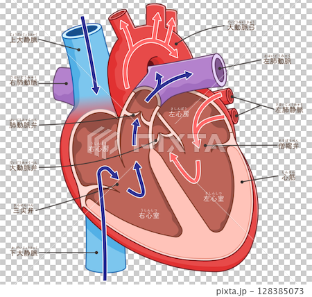 心臓の断面のイラスト Cross section of the heart 128385073
