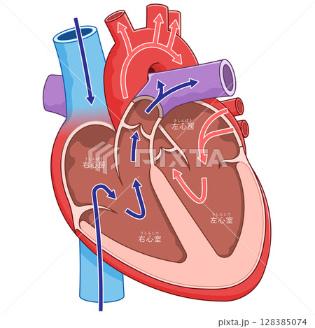 心臓の断面のイラスト Cross section of the heart 128385074