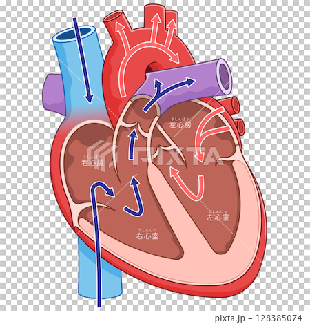 心臓の断面のイラスト Cross section of the heart 128385074