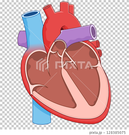 Illustration of a cross section of the heart 128385075