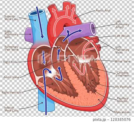 心臓の断面のイラスト Cross section of the heart 128385076
