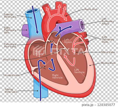 Illustration of a cross section of the heart 128385077