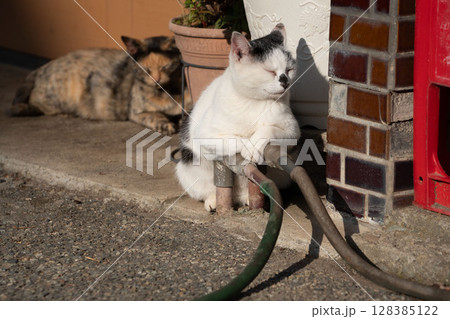 軒先にいる2匹の猫 軒先にいる2匹の猫 128385122
