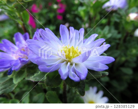 アスター 128385129