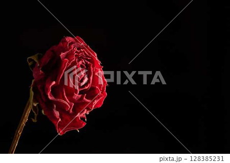 赤いバラのドライフラワーのテクスチャー 128385231