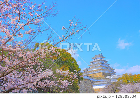 兵庫県姫路市、満開の桜と姫路城の風景 兵庫県姫路市、満開の桜と姫路城の風景 128385334