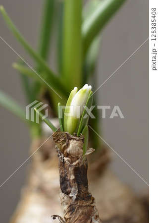 Summer snowflake Bridesmaid Summer snowflake Bridesmaid 128385408