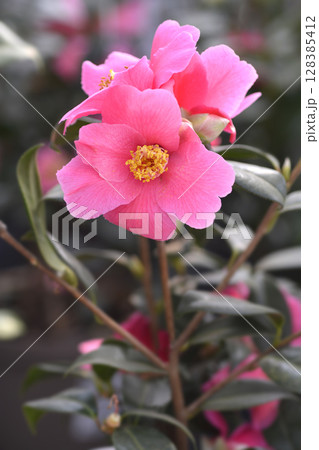 Camellia Saint Ewe 128385412