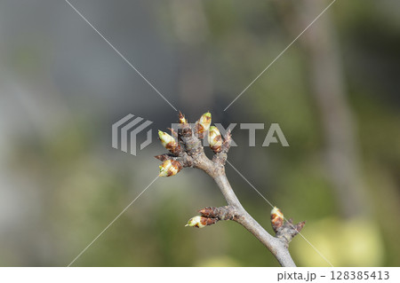 Plum Valor Plum Valor 128385413