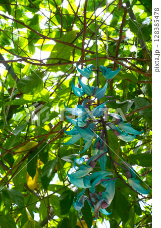 翡翠葛の花 128385478