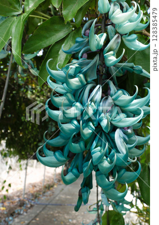 翡翠葛の花 128385479