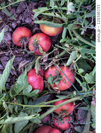 Natural pink tomatoes on the bush, grown in the garden without the use of chemicals, 100% natural product. This variety of tomato has a sweet taste and is highly valued for its excellent taste 128386155