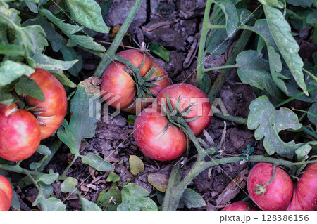 Natural pink tomatoes on the bush, grown in the garden without the use of chemicals, 100% natural product. This variety of tomato has a sweet taste and is highly valued for its excellent taste Natural pink tomatoes on the bush, grown in the garden without the use of chemicals, 100% natural product. This variety of tomato has a sweet taste and is highly valued for its excellent taste 128386156
