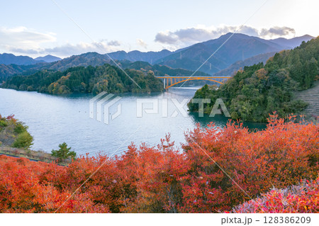 宮ケ瀬湖鳥居原園地のドウダンツツジが真っ赤に紅葉している湖畔から虹の大橋が見える風景 128386209