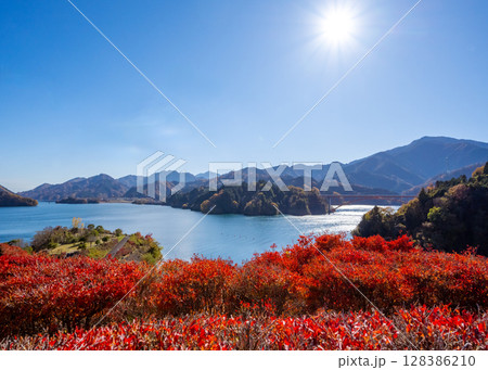宮ケ瀬湖鳥居原園地のドウダンツツジが真っ赤に紅葉している風景 128386210